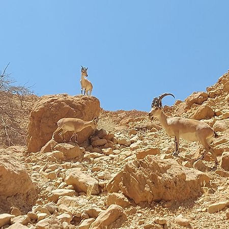 Unique&Warmy Place In The Dead Sea Avnat エクステリア 写真