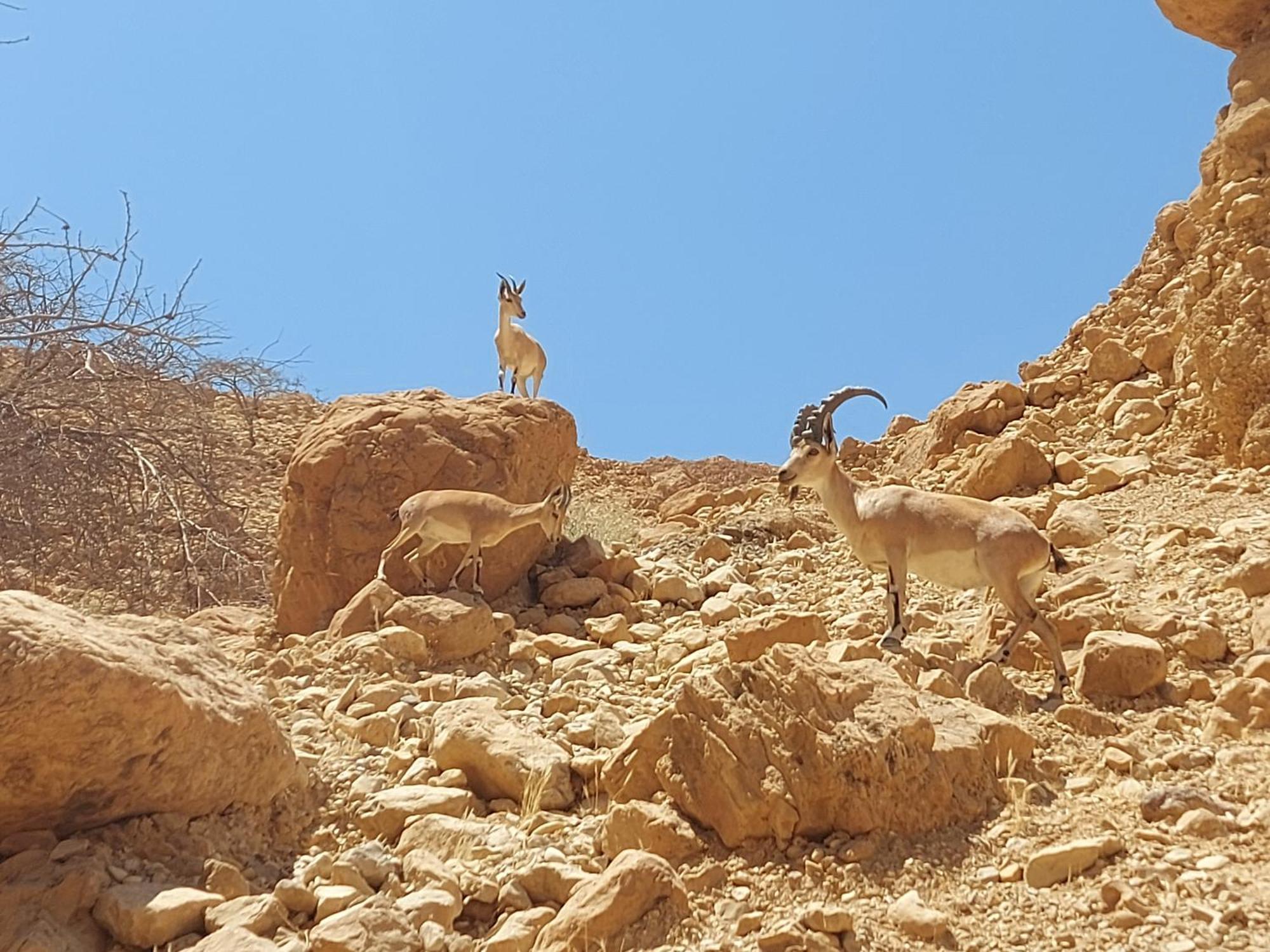 Unique&Warmy Place In The Dead Sea Avnat エクステリア 写真